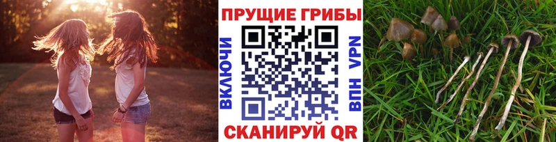 наркота  Кунгур  Галлюциногенные грибы Psilocybine cubensis 